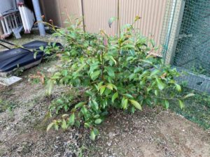 サカキの地産地消
