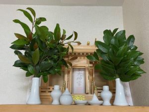 サカキの地産地消